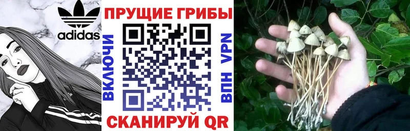 kraken вход  Зубцов  Галлюциногенные грибы Psilocybe 